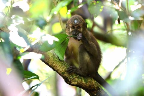 A young monkey sits on a tree branch, eating leaves in a sun-dappled forest.