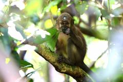 A young monkey sits on a tree branch, eating leaves in a sun-dappled forest.