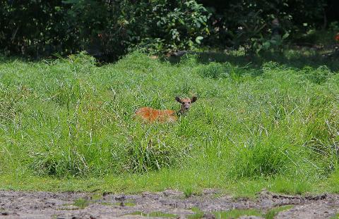 A young deer peeks through tall grass in a Central African wilderness.