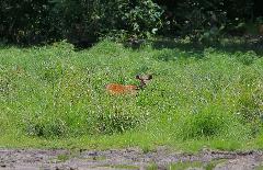 A young deer peeks through tall grass in a Central African wilderness.