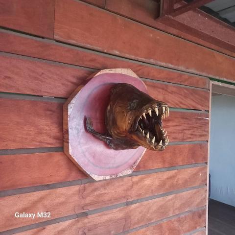 Five day fishing for goliath tigerfish in Congo Five day fishing for goliath tigerfish in Congo