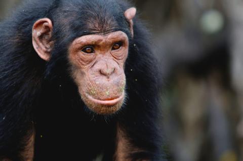 A close-up of a chimpanzee's face shows its wrinkled skin, intelligent eyes, and fuzzy lips against a dark, blurred background.