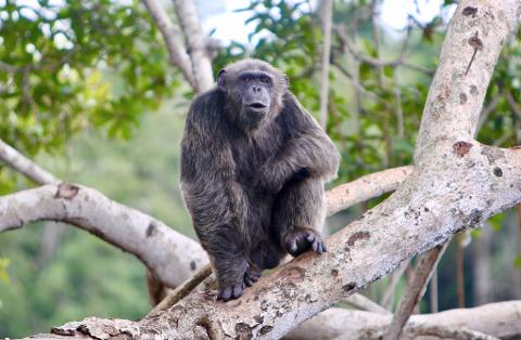 A chimpanzee sits on a tree branch in Central Africa.