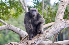 A chimpanzee sits on a tree branch in Central Africa.