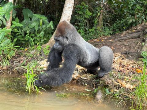 A large male gorilla stands near the edge of a body of water in a lush green forest.