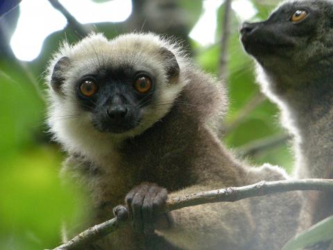6-Day Masoala Peninsula Nature and Wildlife Discovery Tour