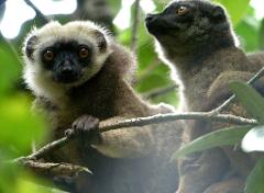 Two cute lemurs are sitting on a tree branch in the jungle, one looking directly at the camera with captivating eyes, while the other is gazing upwards.