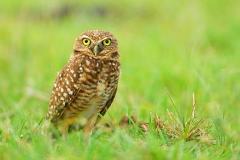 A burrowing owl stands alert in green grass, its bright yellow eyes staring directly at the viewer.