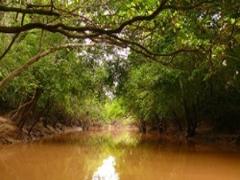 A brown river flows through a lush green forest, with trees arching overhead to create a canopy.