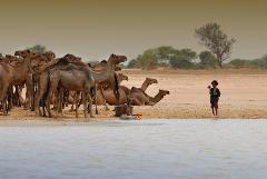 Eine Gruppe Kamele trinkt an einer Wasserstelle, während ein Mann in der Nähe sitzt und ein Kind im Wasser steht.