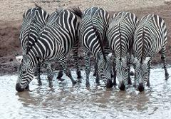 A group of zebras drinking water at a watering hole in a grayscale-like image.