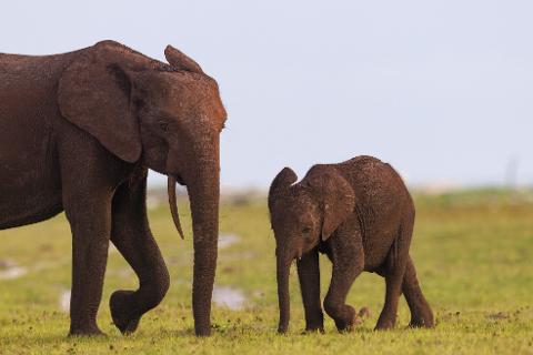 An adult elephant and a calf walk through a grassy plain under a pale sky.