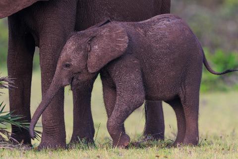 A baby elephant walks beside an adult elephant in a grassy field.