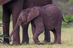 A baby elephant walks beside an adult elephant in a grassy field.