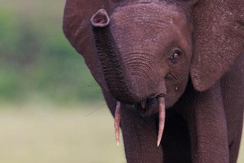A young elephant with its trunk raised to its face is the subject of this close-up image, with its tusks and eye clearly visible against a blurred green background.