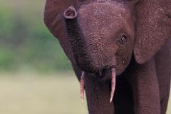 A young elephant with its trunk raised to its face is the subject of this close-up image, with its tusks and eye clearly visible against a blurred green background.