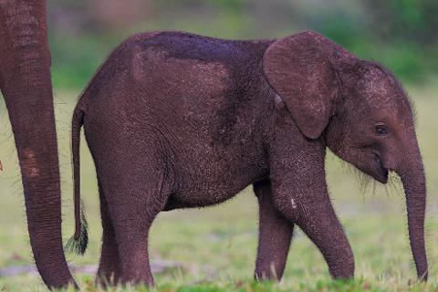 A young elephant walks in a grassy field, its dark skin covered in mud.