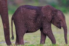 A young elephant walks in a grassy field, its dark skin covered in mud.
