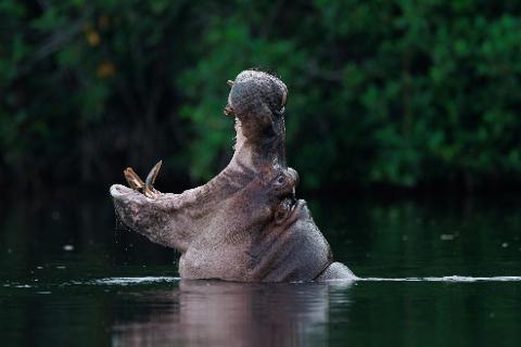 A large hippopotamus yawns open its mouth, revealing its impressive tusks as it surfaces in dark water, with lush green foliage in the blurred background.