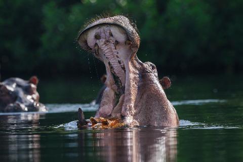 A hippopotamus opens its massive mouth wide in the water, showcasing its teeth, with another hippo visible in the blurry background.