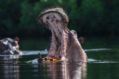 A hippopotamus opens its massive mouth wide in the water, showcasing its teeth, with another hippo visible in the blurry background.