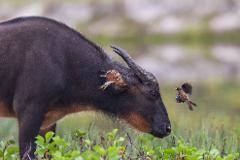 A water buffalo and a bird are seen in a field of grass.