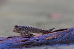 A mudskipper with blue spots rests on a dark, wet log.