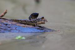 A mudskipper with a dorsal fin raised rests on a submerged log in calm water, its reflection visible below.