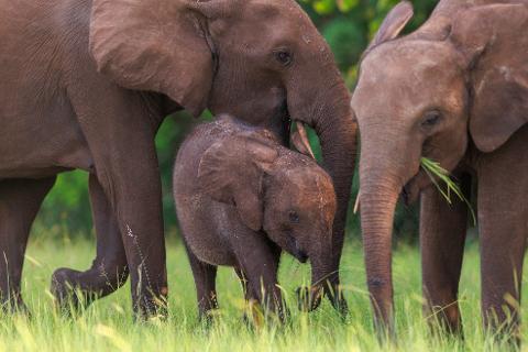 A family of elephants with a baby elephant in the front stands in a field of tall grass, with two adult elephants in the background.