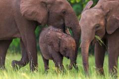 A family of elephants with a baby elephant in the front stands in a field of tall grass, with two adult elephants in the background.