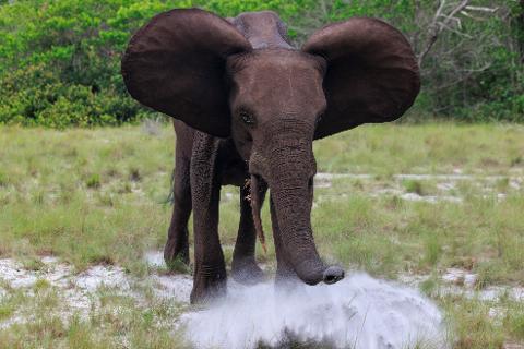 An elephant with large ears sprays water from its trunk onto the ground in a grassy savanna.