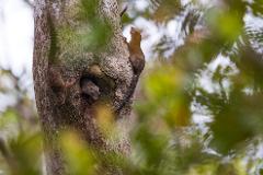 Two squirrels are perched on a tree trunk, one inside a hollow and another climbing upwards.
