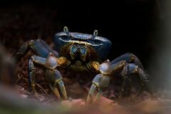 A blue crab with striking yellow pincers is shown in a close-up shot, amidst the leafy ground of a forest.
