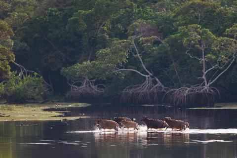 A herd of water buffalo splashes through a shallow river on a sunny day, with lush green trees and their exposed roots forming a dense background.