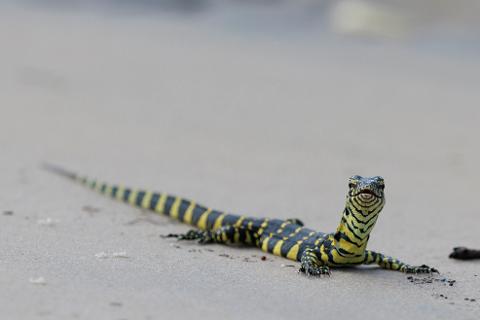 A striking yellow and black banded lizard, likely a juvenile Nile monitor, poses on sandy ground.