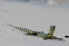A striking yellow and black banded lizard, likely a juvenile Nile monitor, poses on sandy ground.