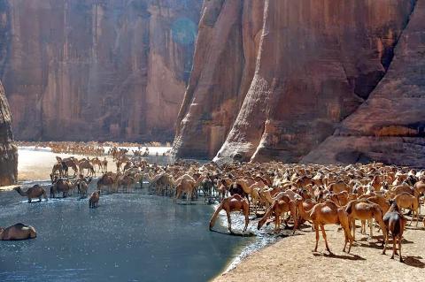A large herd of camels drinking from a body of water at the base of tall rock cliffs.