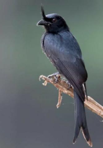 A wonderful trip to the Comoros, exploring birds and nature.