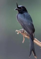 A wonderful trip to the Comoros, exploring birds and nature.