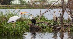 A Yellow-billed Stork stands among water plants, facing three White-breasted Cormorants perched on a branch by the water.