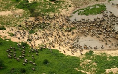 An aerial view shows a large herd of wildebeest migrating across a savanna landscape, converging near a watering hole and moving across varied terrain of grass and dry land.