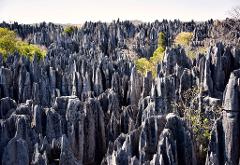 A vast expanse of sharp, grey limestone formations rises up, interspersed with scattered trees, creating a unique and otherworldly landscape.