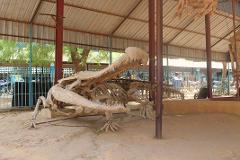 This image shows a large dinosaur skeleton, likely a prehistoric crocodile, on display under a corrugated metal roof structure.