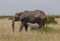 An adult elephant stands in a grassy field as a baby elephant nurses underneath its mother.