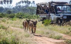 Two lionesses approach a safari vehicle on a dirt road, with passengers looking on in a natural setting.