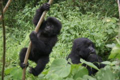 Ein Gorillababy klammert sich an einen Ast, während ein anderer Gorilla im Hintergrund inmitten dichter grüner Blätter sitzt.
