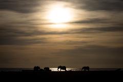 Silhouettes of elephants graze on a beach at sunset, with the sun casting a golden glow across the clouds and sea.