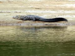 A large alligator rests on a sandy bank near the water's edge, with its long body stretched out in the sun.