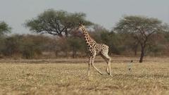 Eine Giraffe läuft auf einem Feld mit Bäumen im Hintergrund, daneben fliegt ein Vogel.
