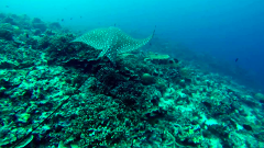 Comoros Islands 9-Day Tour: An All-Inclusive Grande Comore, Moheli and Anjouan Island Adventure